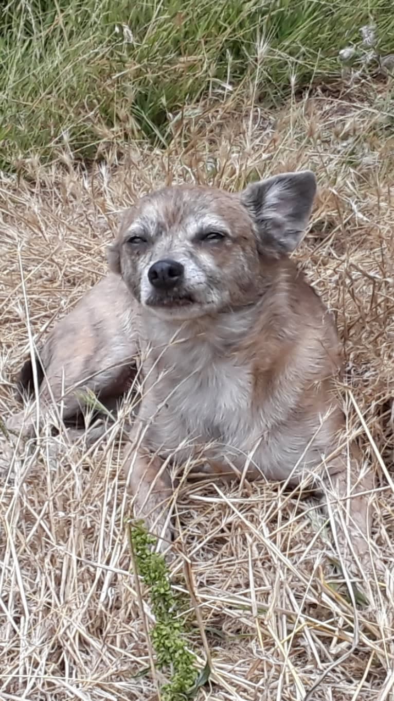 Coco, a Pomchi tested with EmbarkVet.com