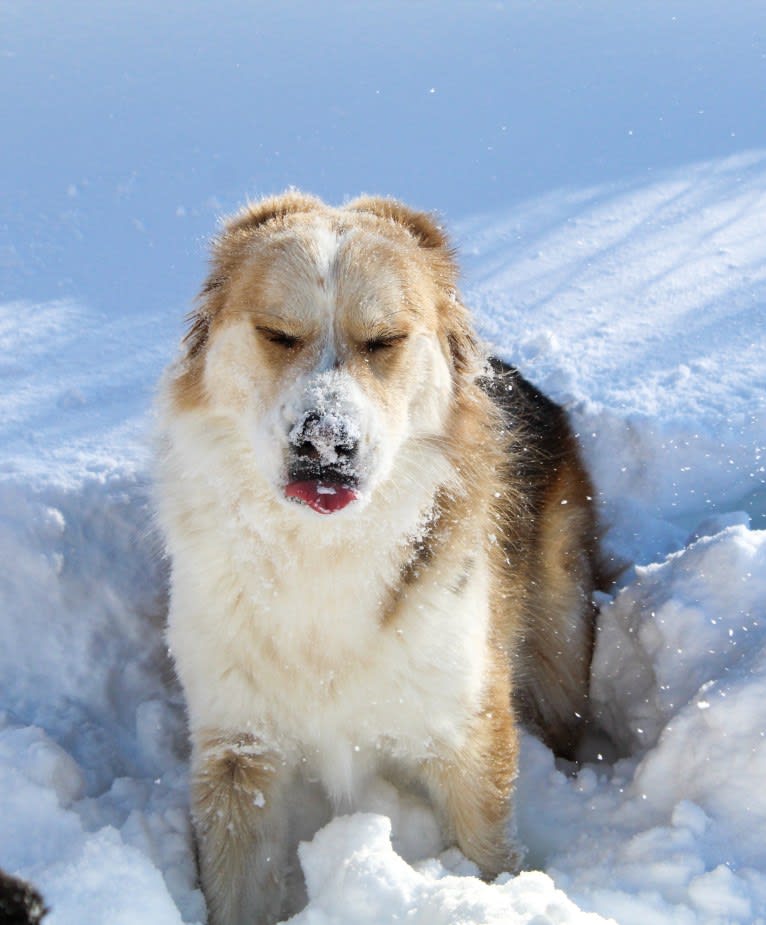 Buckley, a Siberian Husky and Labrador Retriever mix tested with EmbarkVet.com