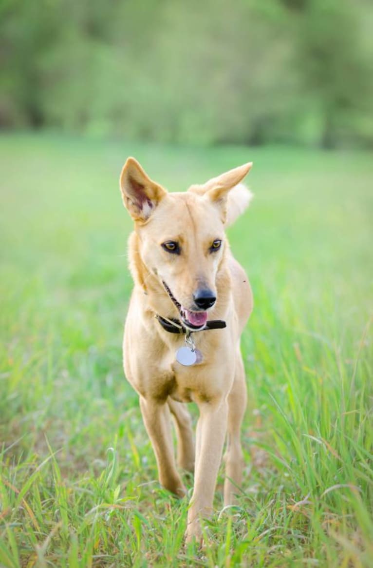 Priya, an Indian Indigenous Dog tested with EmbarkVet.com