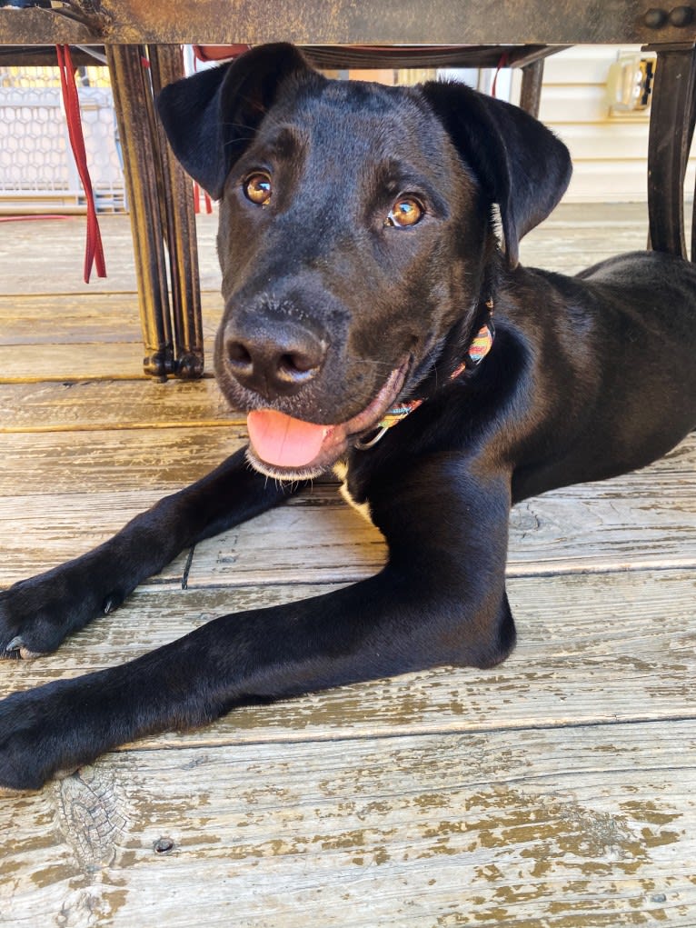 Mooshie, an American Pit Bull Terrier and German Shepherd Dog mix tested with EmbarkVet.com