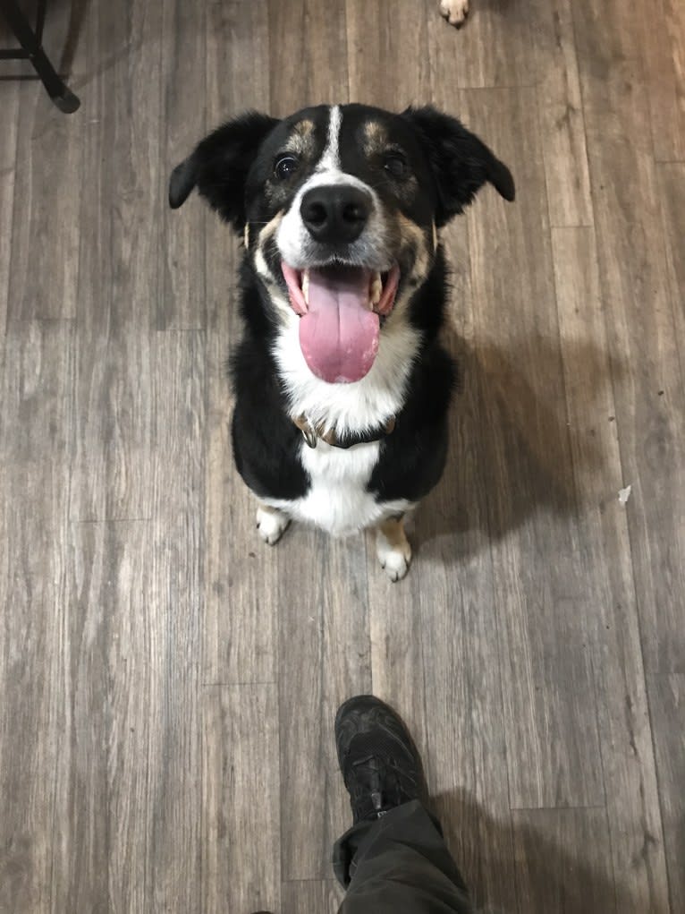 Tato, a Border Collie and Pembroke Welsh Corgi mix tested with EmbarkVet.com