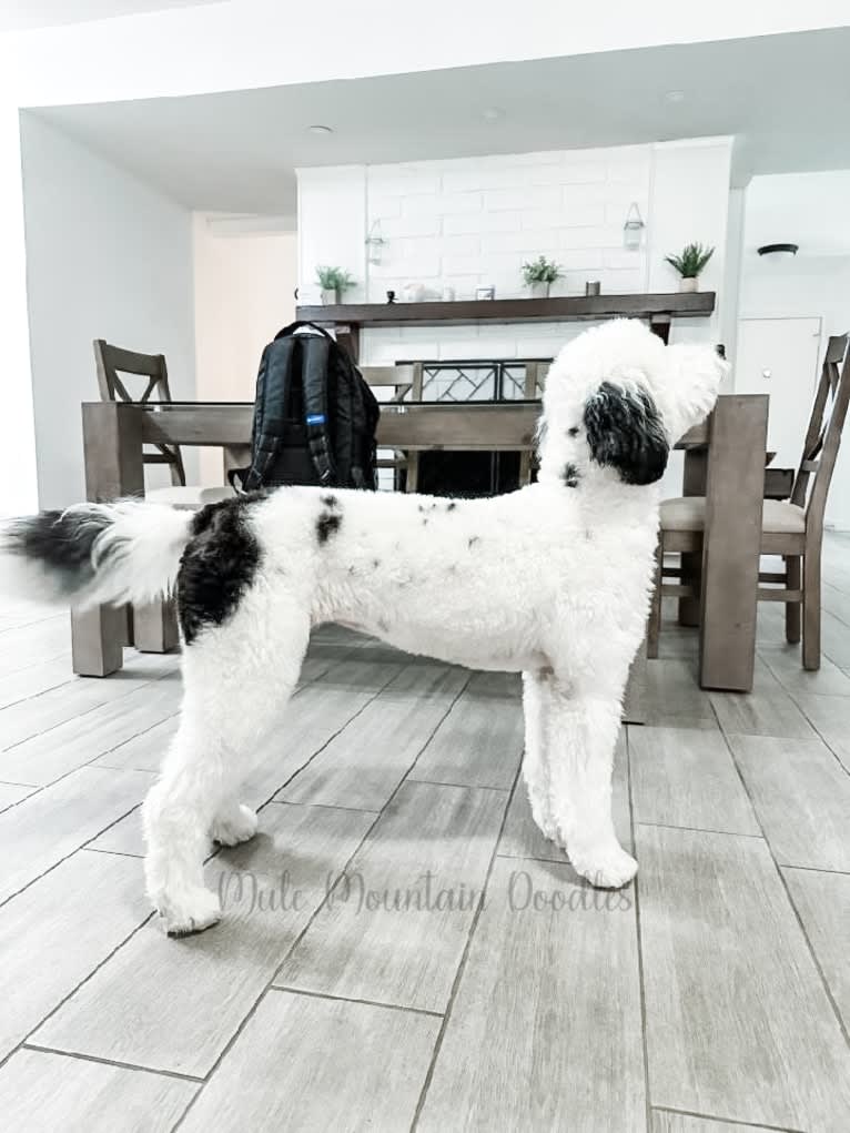 Mira, an Old English Sheepdog and Poodle (Standard) mix tested with EmbarkVet.com