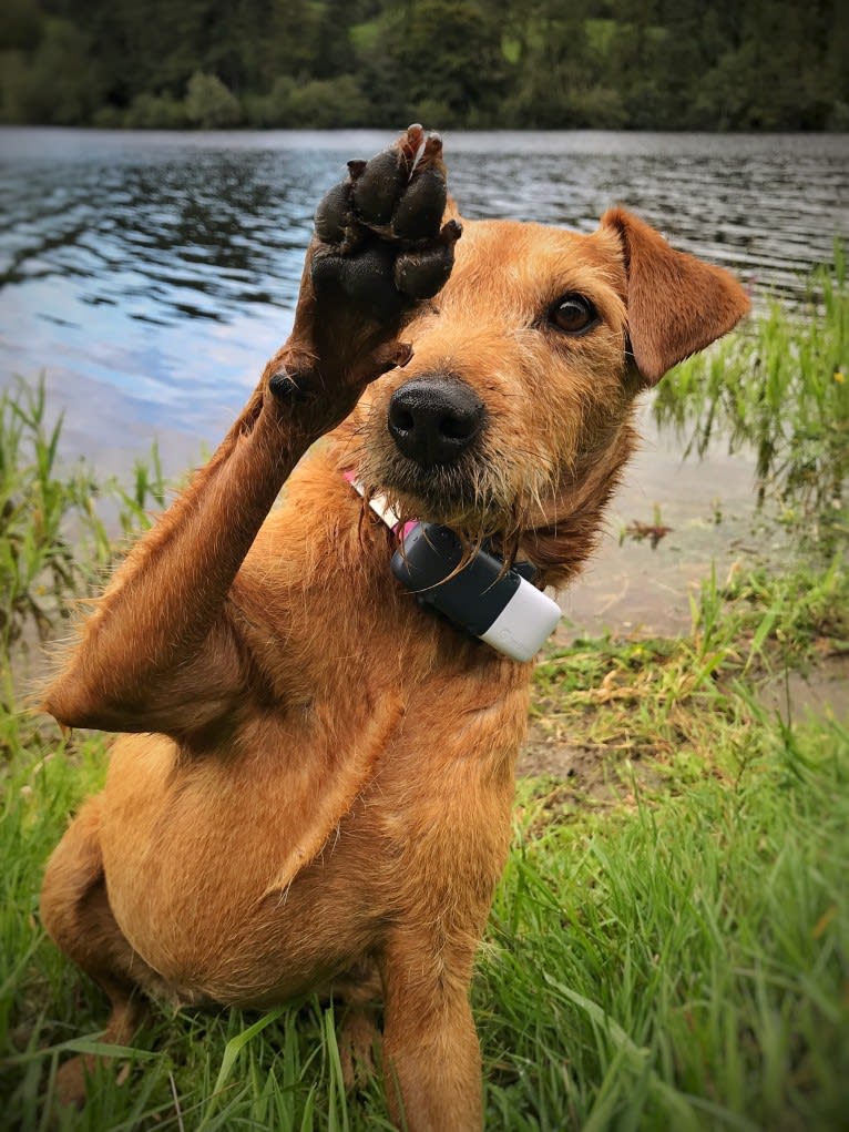 Madison (IKC - The Mad Patter), a Russell-type Terrier and Lakeland Terrier mix tested with EmbarkVet.com