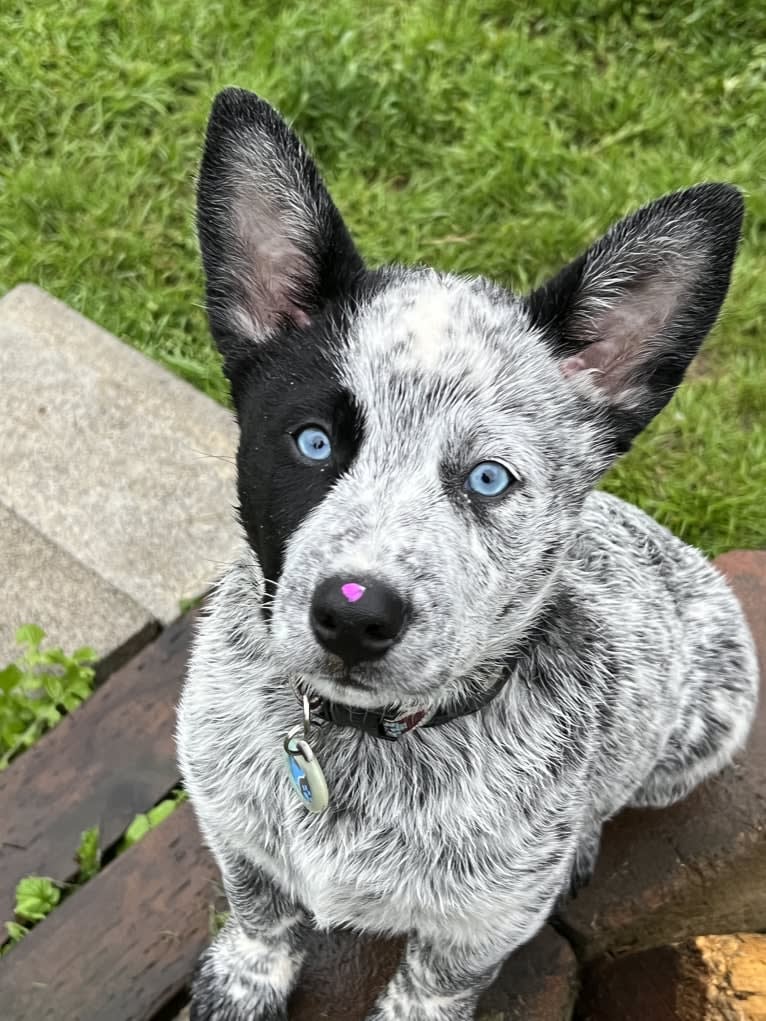 Monster X, an Australian Cattle Dog tested with EmbarkVet.com