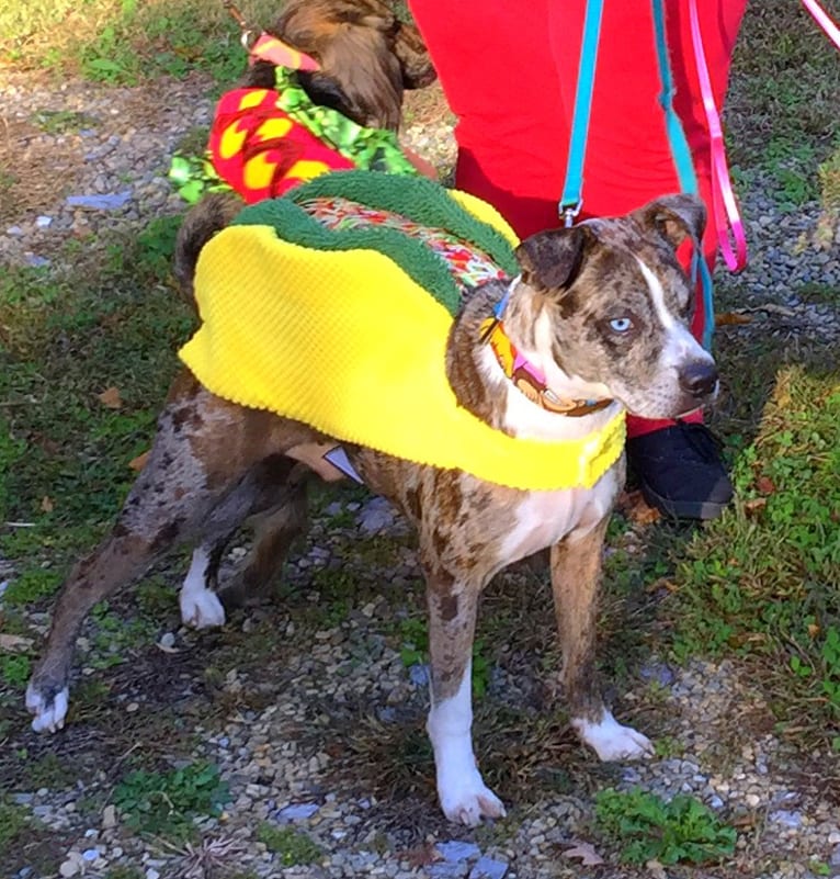 Hammer, a Boston Terrier and Australian Cattle Dog mix tested with EmbarkVet.com