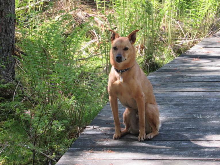 Tai, a Formosan Mountain Dog and Akita mix tested with EmbarkVet.com