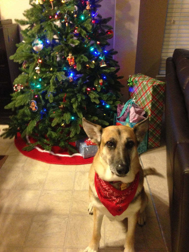 Brie, a German Shepherd Dog and American Eskimo Dog mix tested with EmbarkVet.com