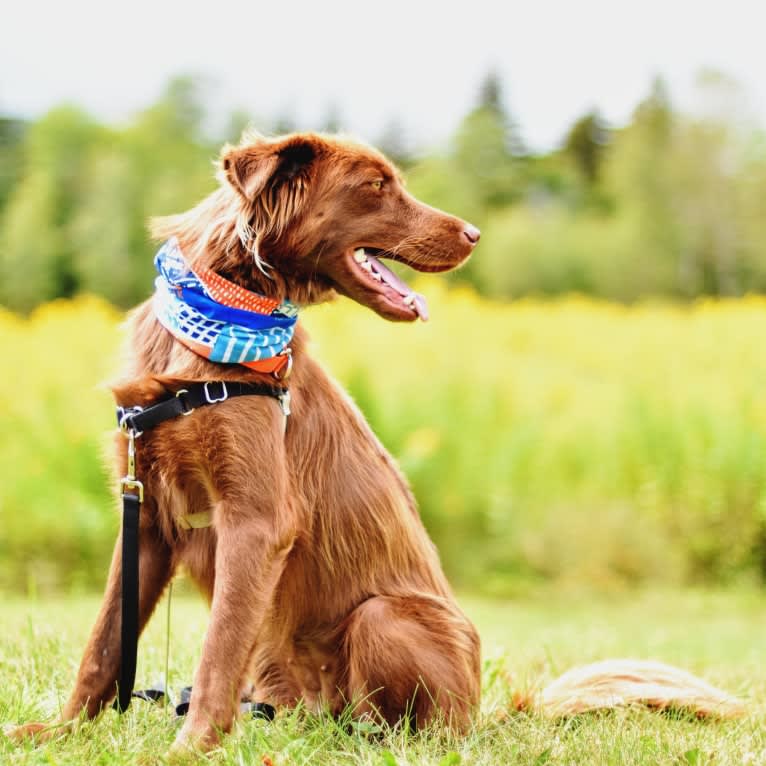 Sequoia, a Siberian Husky and Labrador Retriever mix tested with EmbarkVet.com