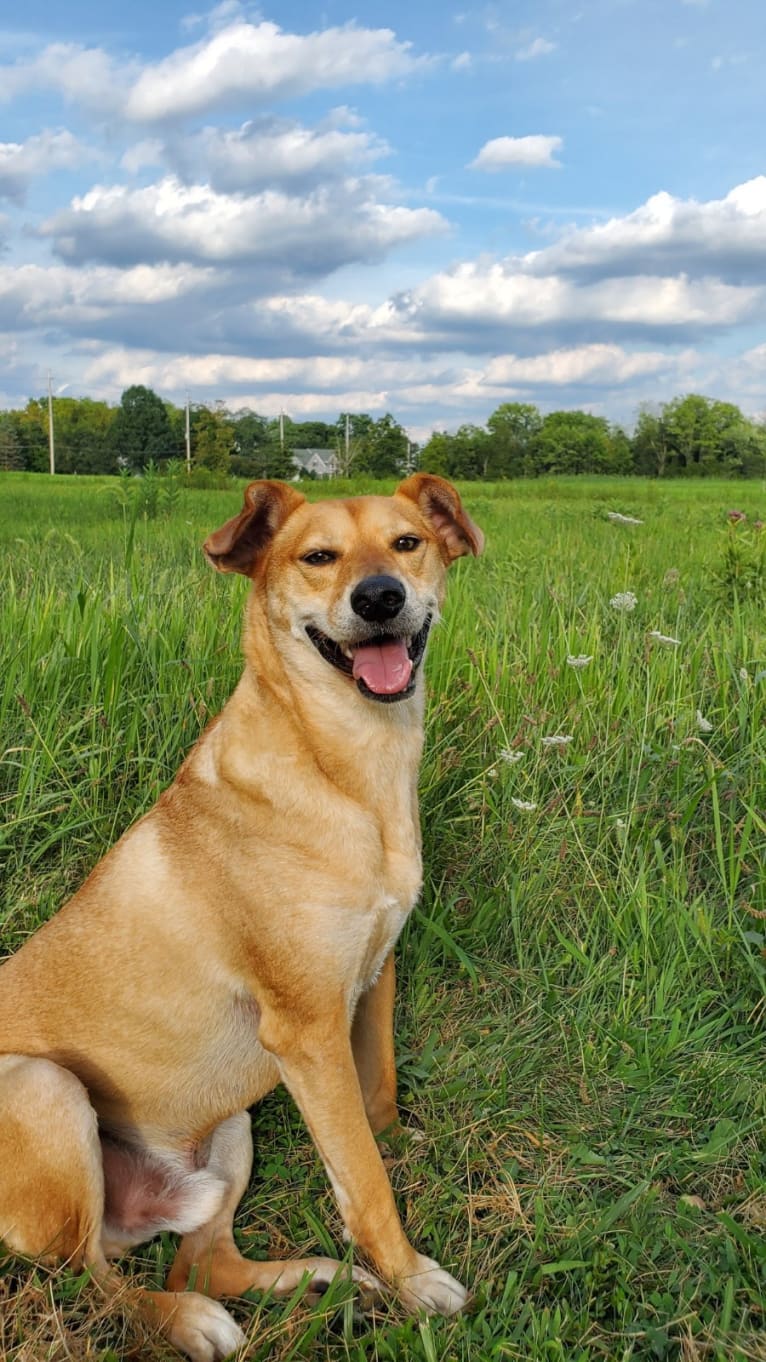 Alfred, a Beagle and American Pit Bull Terrier mix tested with EmbarkVet.com