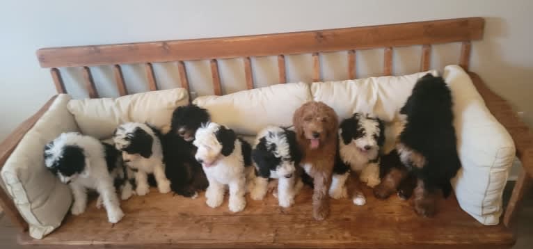 Ferdinand, a Bernedoodle tested with EmbarkVet.com