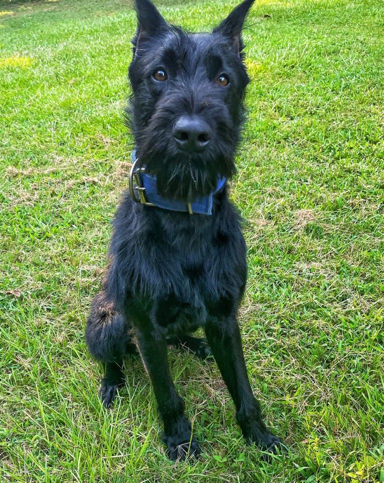 Vaatu, a Black Russian Terrier and Belgian Malinois mix tested with EmbarkVet.com