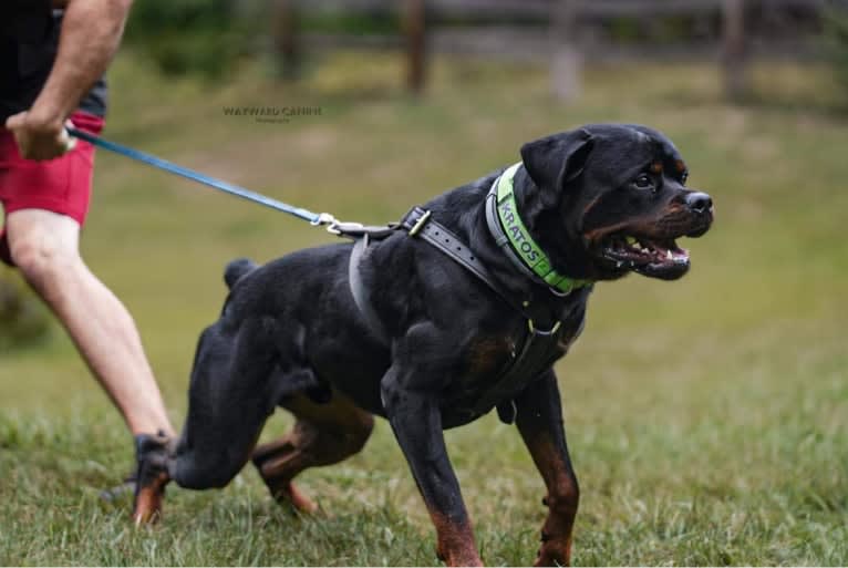 Kratos Raiju, a Rottweiler tested with EmbarkVet.com