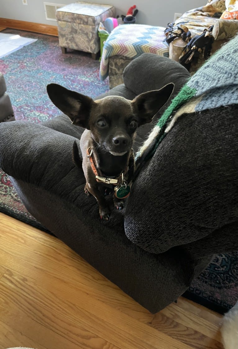Doobie, a Chihuahua and Dachshund mix tested with EmbarkVet.com