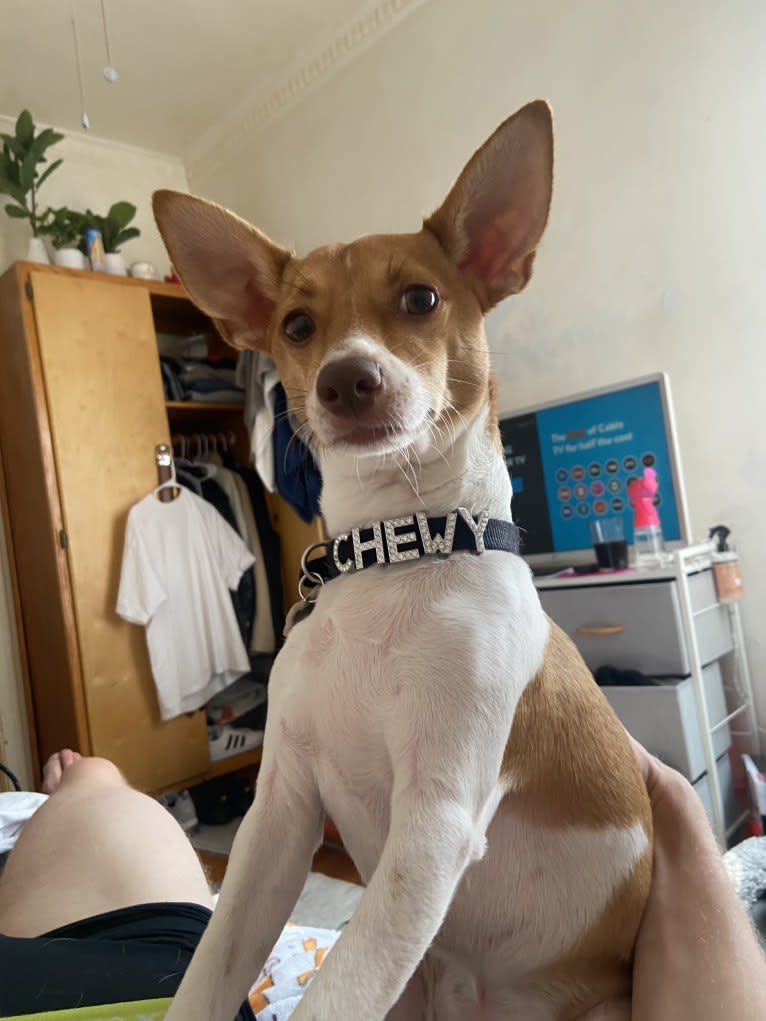 Chewy, a Chihuahua and Miniature Pinscher mix tested with EmbarkVet.com