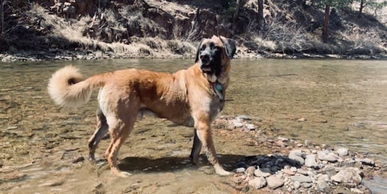 Friend, a Saint Bernard and German Shepherd Dog mix tested with EmbarkVet.com