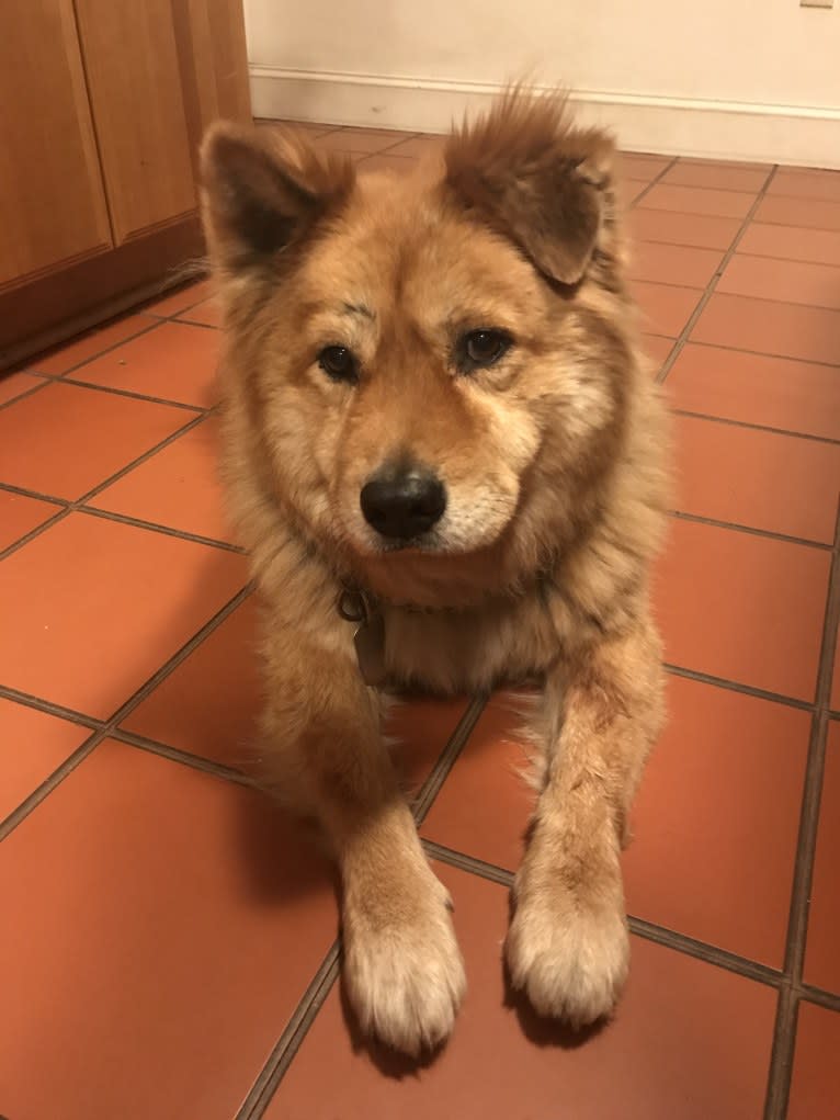 Andy, a Chow Chow and German Shepherd Dog mix tested with EmbarkVet.com