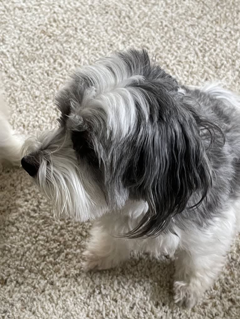 Winham’s “DollyBelle” of Rocky Mountain Cotons, a Coton de Tulear tested with EmbarkVet.com