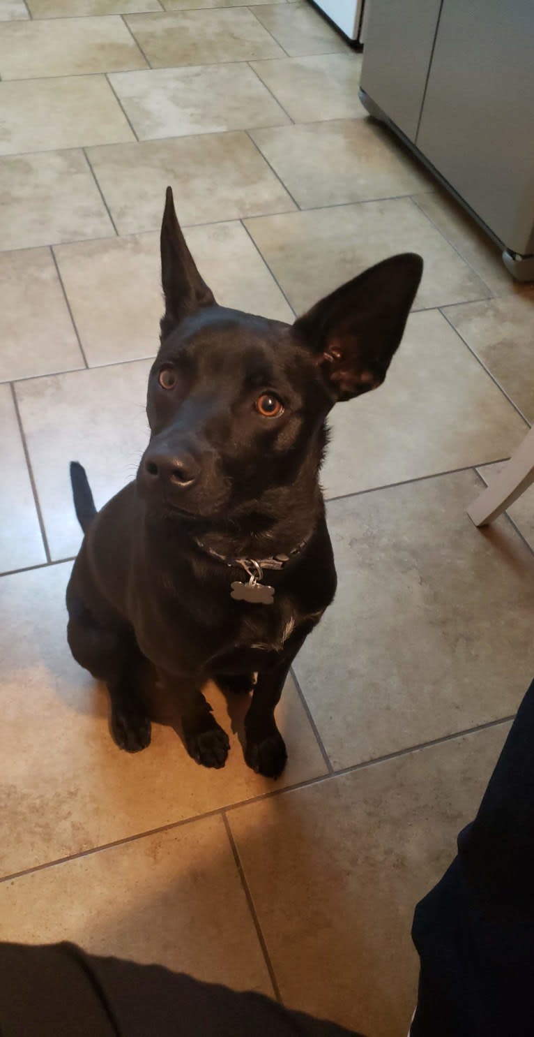 Wesley, an Australian Cattle Dog and Chihuahua mix tested with EmbarkVet.com