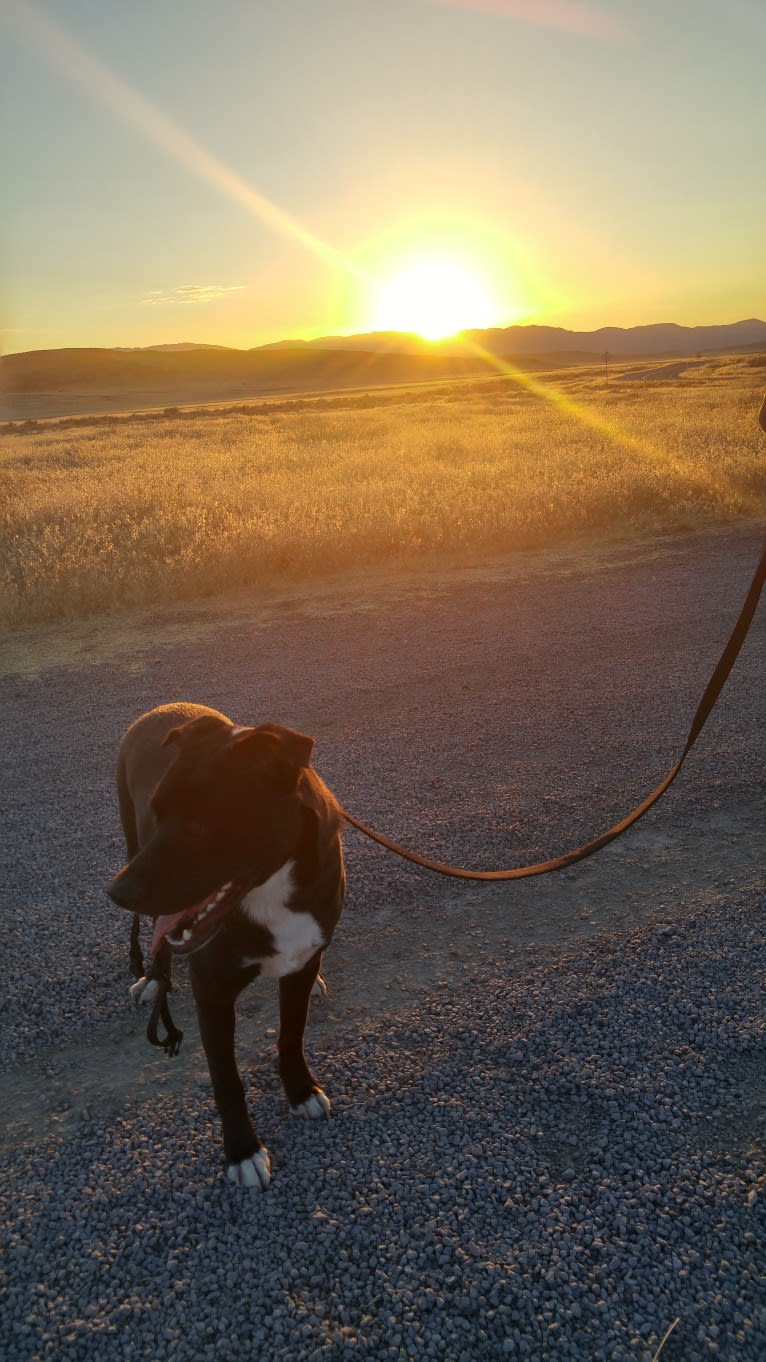 Benji, a Boxer and Miniature/MAS-type Australian Shepherd mix tested with EmbarkVet.com