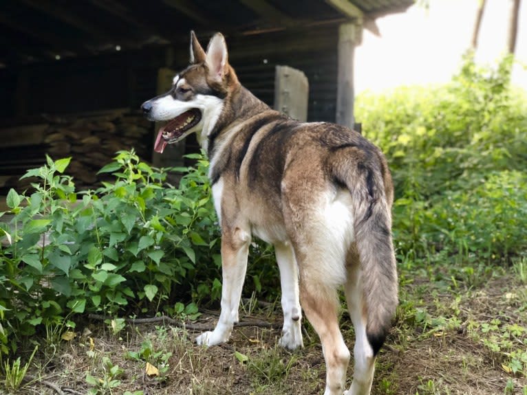 Mattis, a German Shepherd Dog and Alaskan Malamute mix tested with EmbarkVet.com