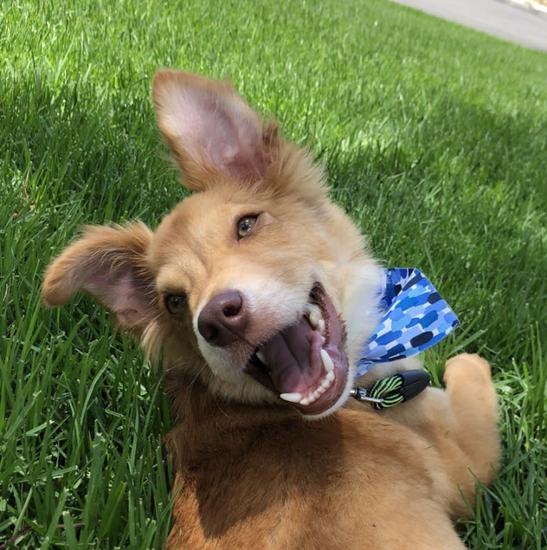 Sport, an American Pit Bull Terrier and Australian Cattle Dog mix tested with EmbarkVet.com
