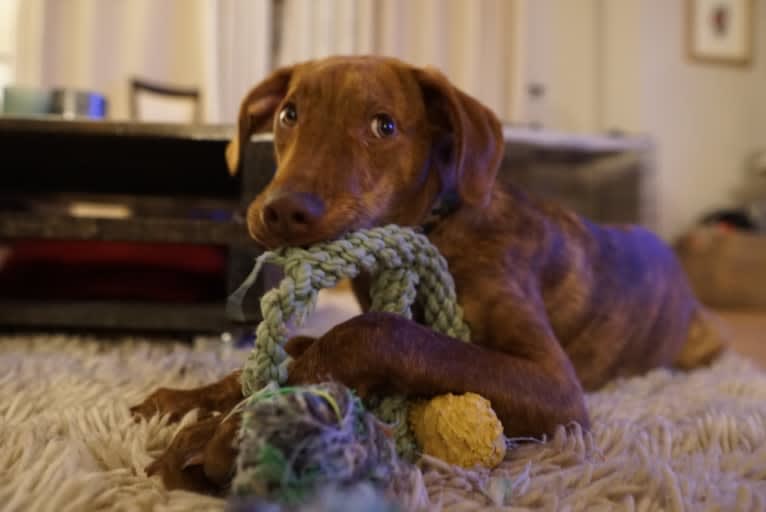 Lloyd, a Mountain Cur and American Pit Bull Terrier mix tested with EmbarkVet.com