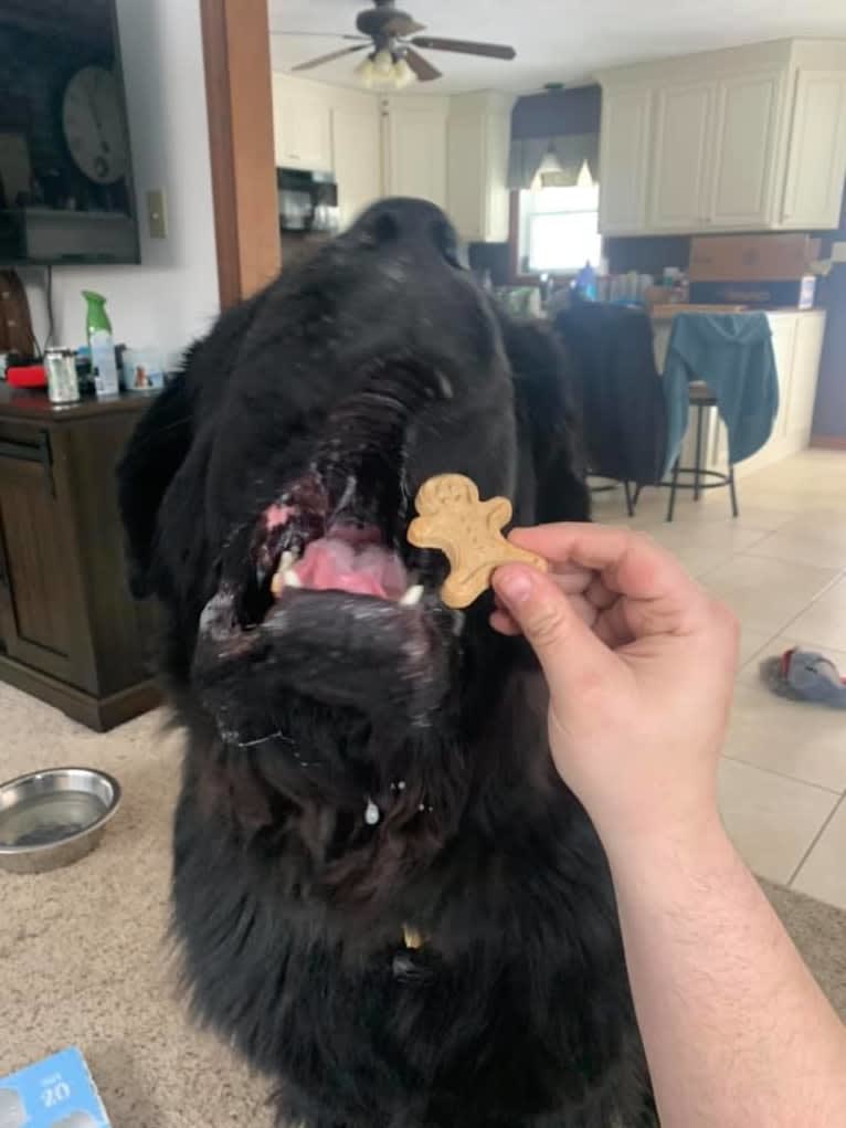 Titan, a Newfoundland tested with EmbarkVet.com