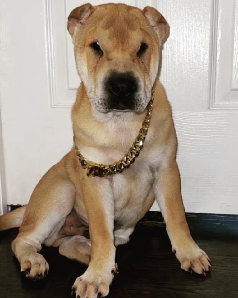 Giorgio, a Chinese Shar-Pei tested with EmbarkVet.com