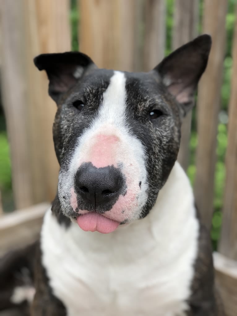 Chico Gilligan, a Bull Terrier tested with EmbarkVet.com