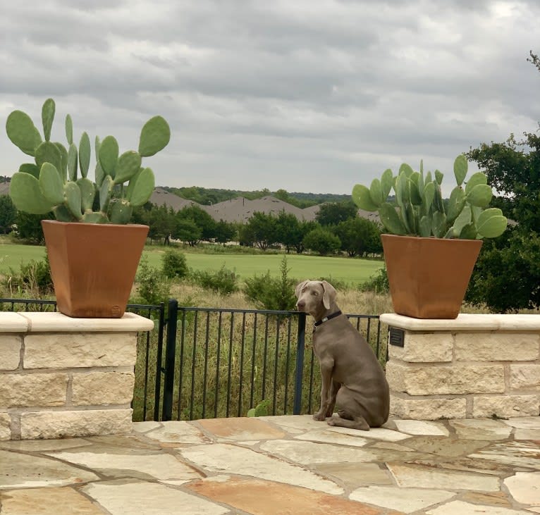 Graycie Treadway, a Weimaraner tested with EmbarkVet.com