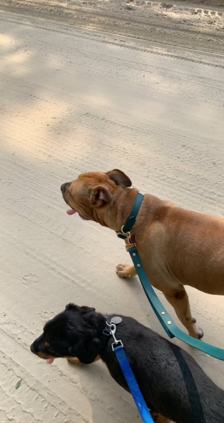 Gus, an American Bully and American Bulldog mix tested with EmbarkVet.com