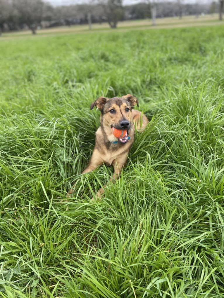 Harvey, an Australian Cattle Dog and Boxer mix tested with EmbarkVet.com