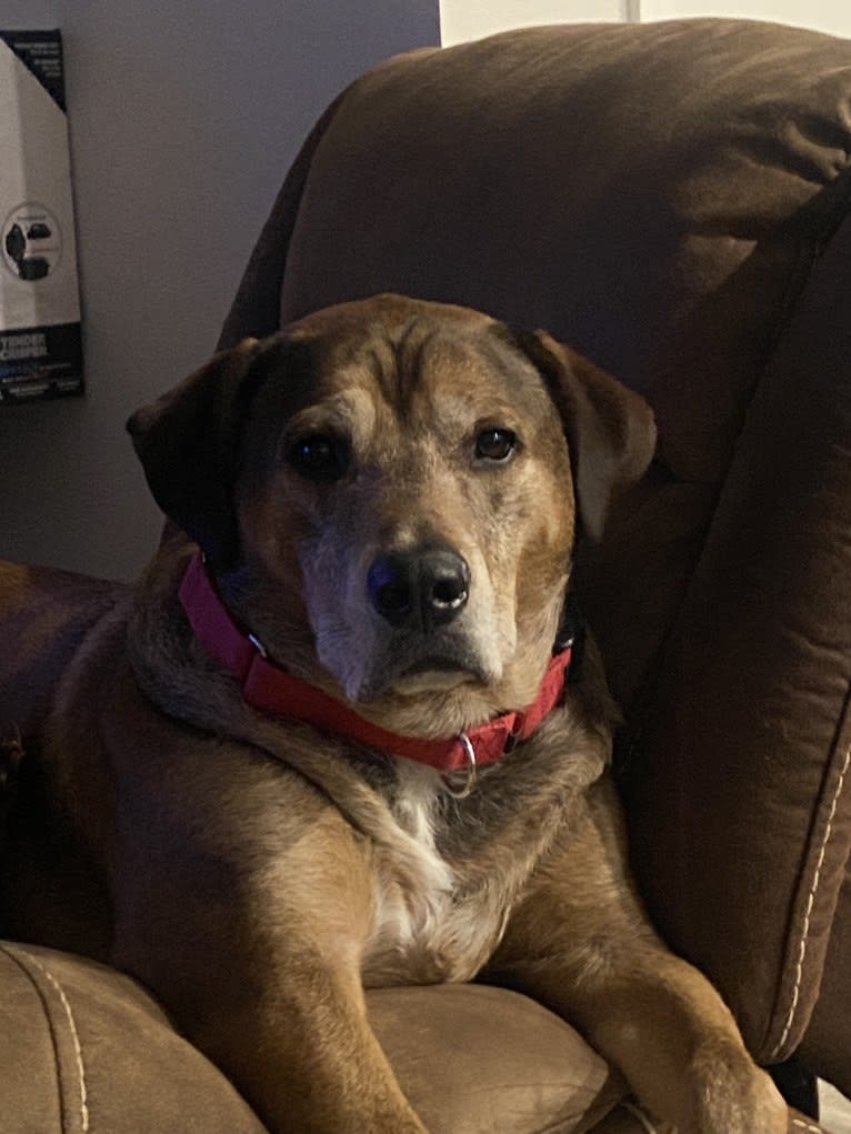 Karl, an American Pit Bull Terrier and Labrador Retriever mix tested with EmbarkVet.com