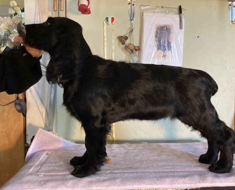 Bramble, a Field Spaniel tested with EmbarkVet.com