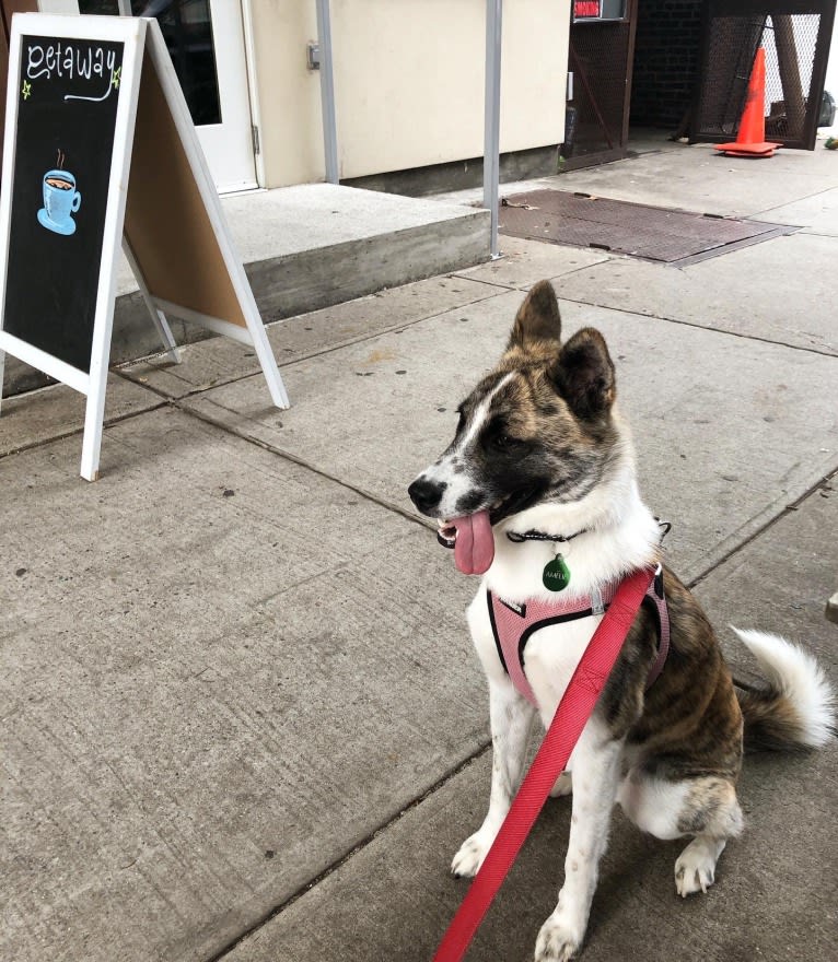 Amelie, a Japanese or Korean Village Dog and Jindo mix tested with EmbarkVet.com