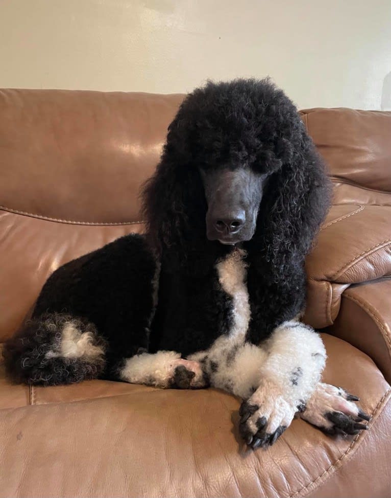 Story, a Poodle (Standard) tested with EmbarkVet.com