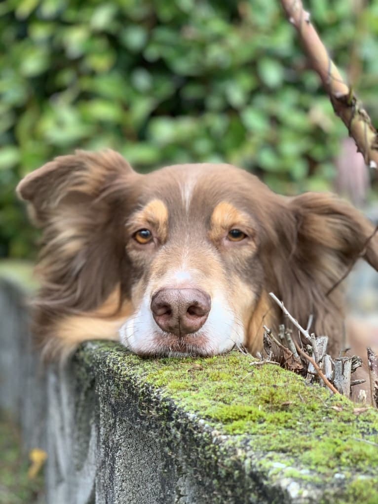 Rosie O'Doggell, an Australian Shepherd and German Shepherd Dog mix tested with EmbarkVet.com