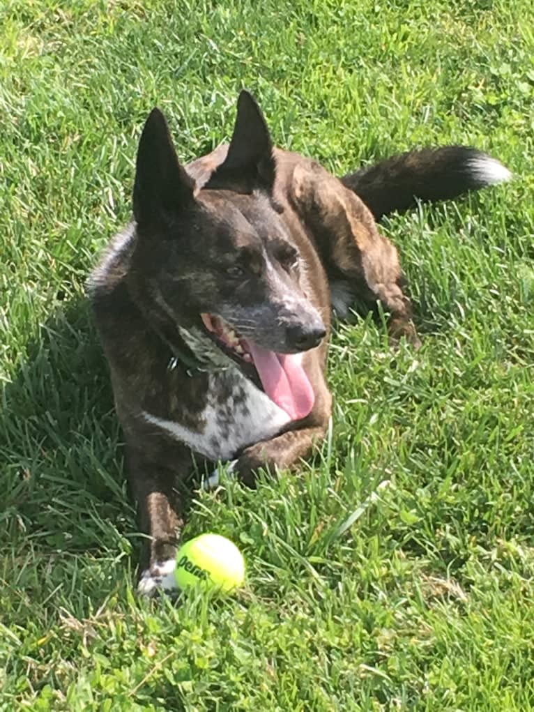 Lou, an Australian Cattle Dog and German Shepherd Dog mix tested with EmbarkVet.com