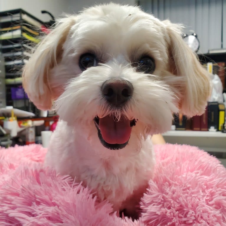 Maggie, a Maltese and Poodle (Small) mix tested with EmbarkVet.com