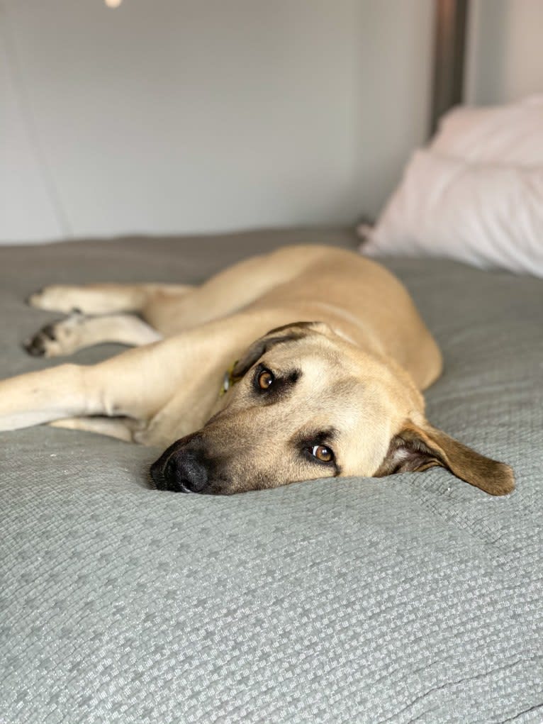 Cuckoo, an Anatolian Shepherd Dog and American Pit Bull Terrier mix tested with EmbarkVet.com