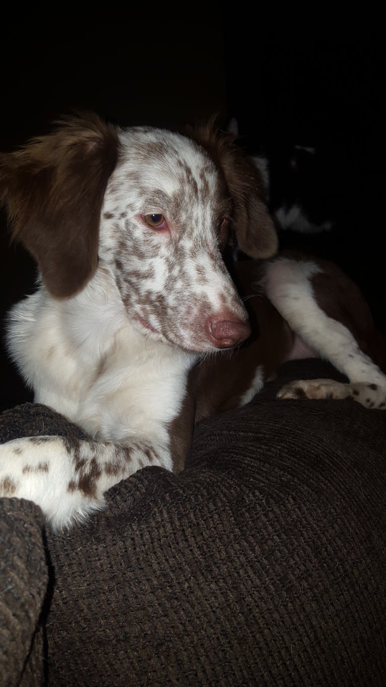 Maple, a German Shorthaired Pointer and Chow Chow mix tested with EmbarkVet.com