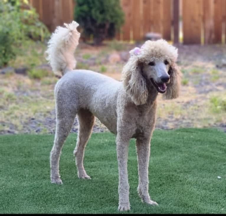 Brie, a Poodle (Standard) tested with EmbarkVet.com