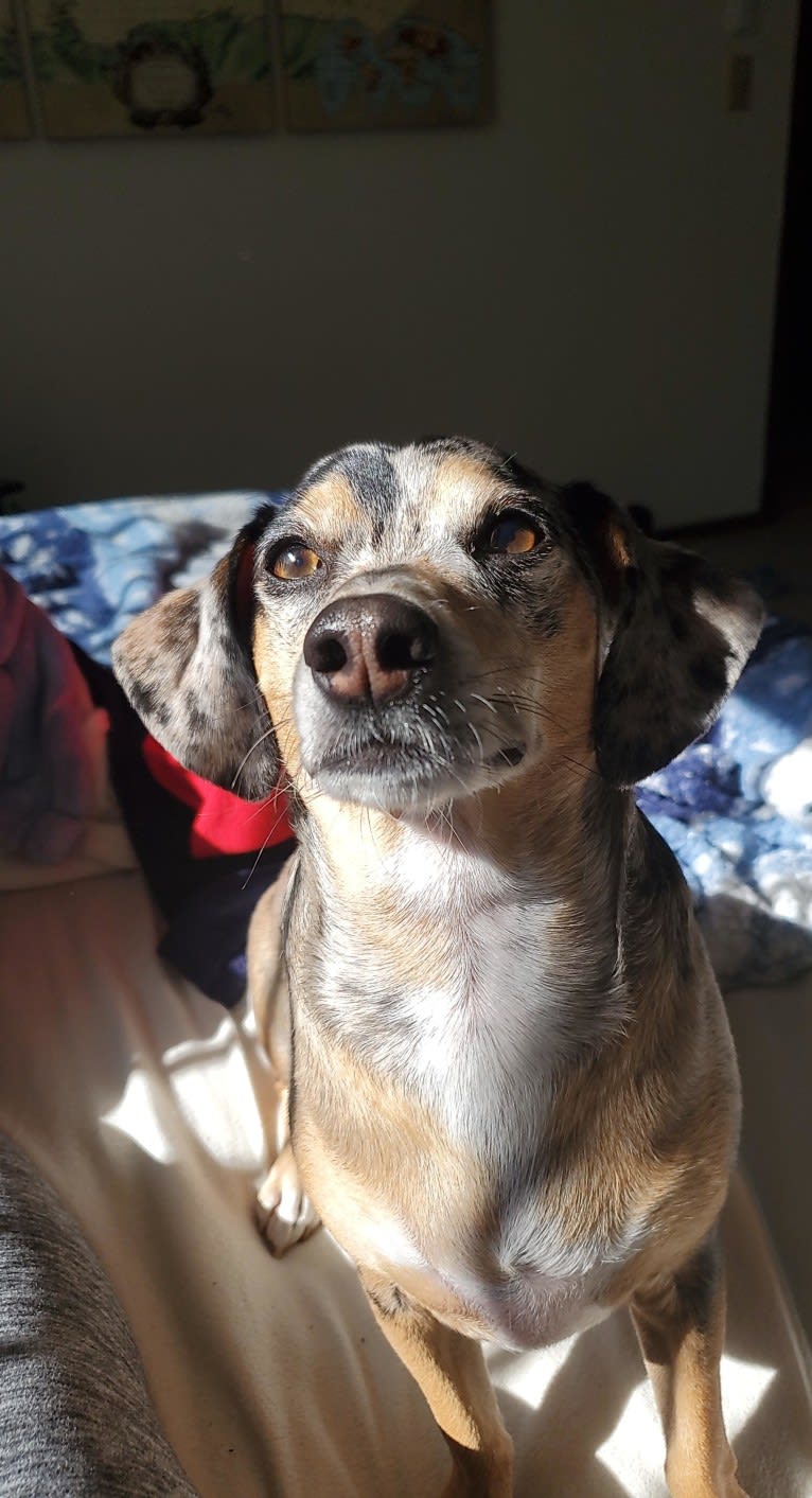 Penny, a Chihuahua and Dachshund mix tested with EmbarkVet.com