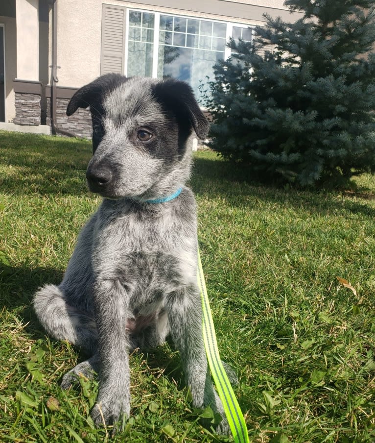 Apollo, a Border Collie and Australian Cattle Dog mix tested with EmbarkVet.com