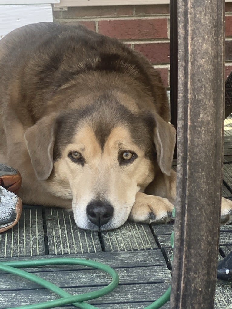 Dixie, a Chow Chow and Siberian Husky mix tested with EmbarkVet.com