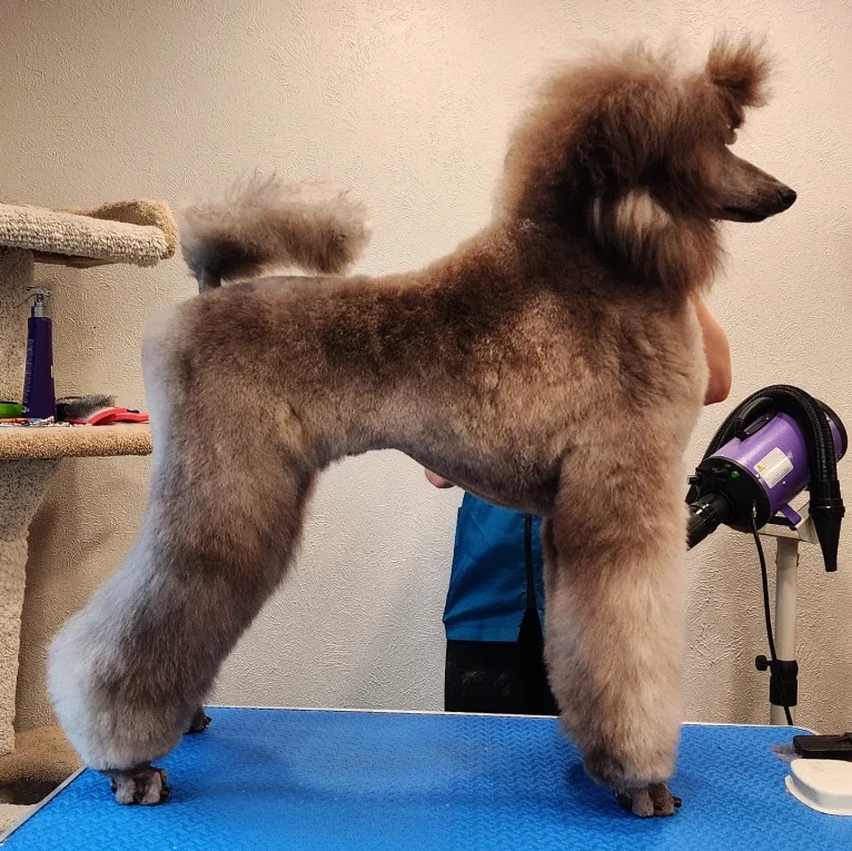 Arwen, a Poodle (Standard) tested with EmbarkVet.com