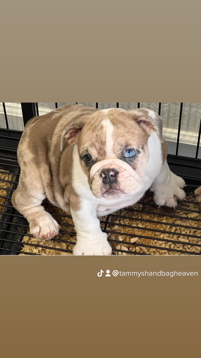 Luna blue, a Bulldog tested with EmbarkVet.com