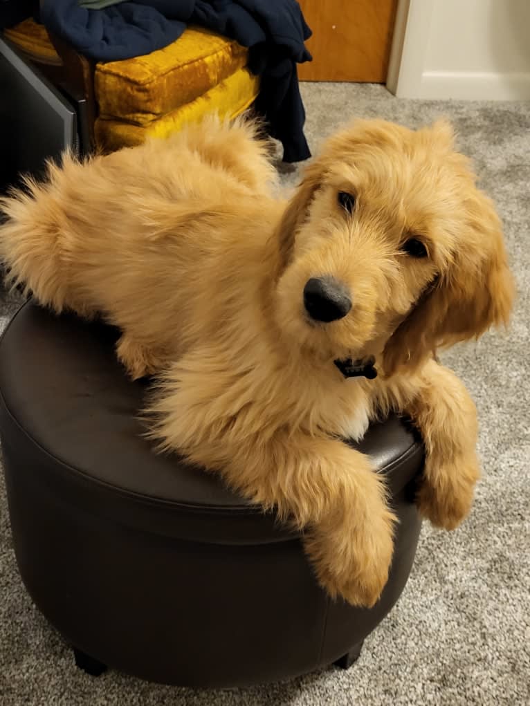 Tobias Lincoln, a Goldendoodle tested with EmbarkVet.com