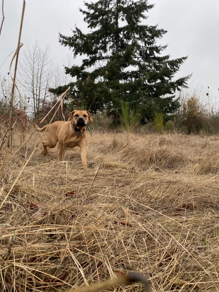 Tallulah, a Perro de Presa Canario tested with EmbarkVet.com