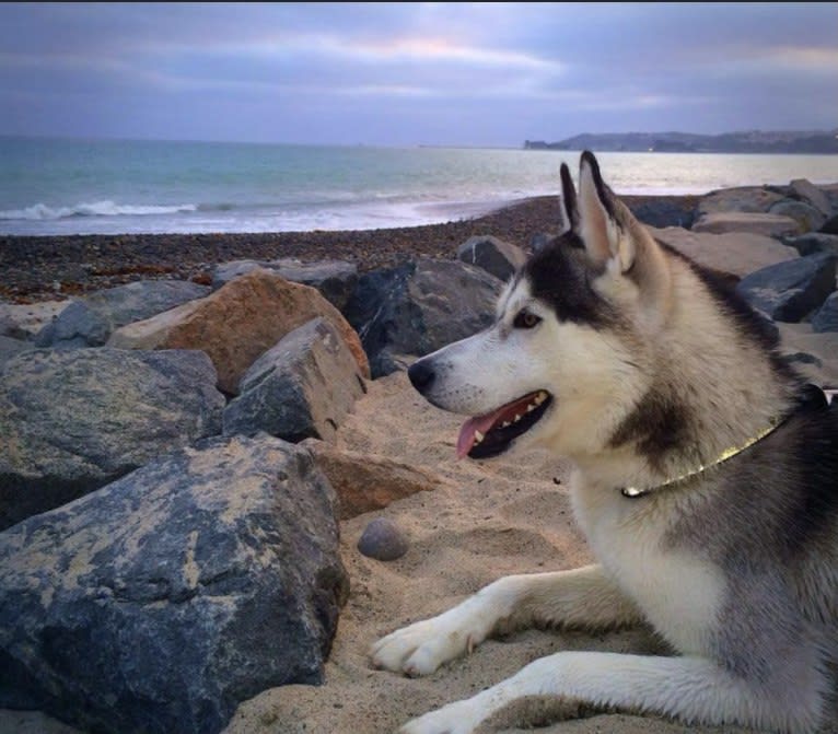 Buck, a Siberian Husky and German Shepherd Dog mix tested with EmbarkVet.com